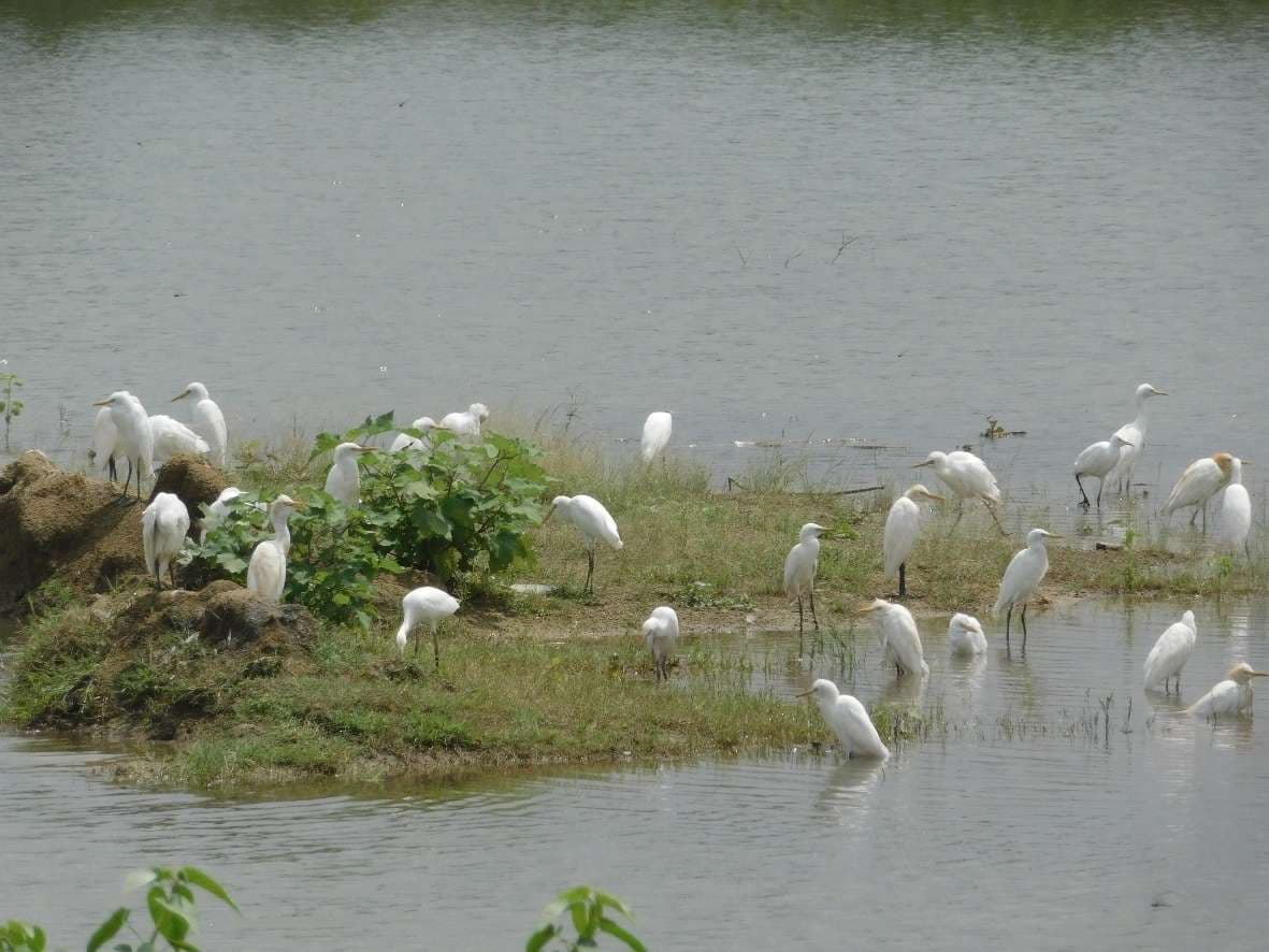 Heron birds gathered in the arrangement of food