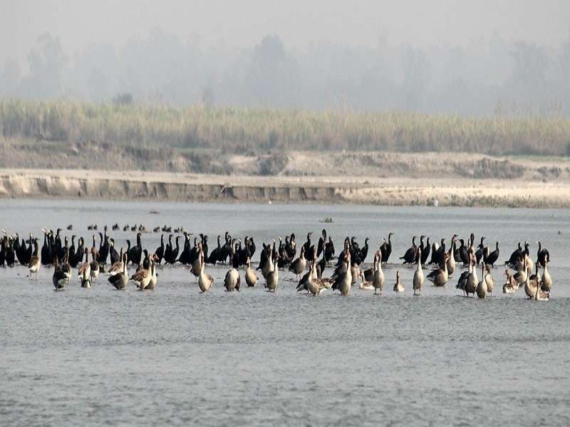 Haiderpur wetland photo