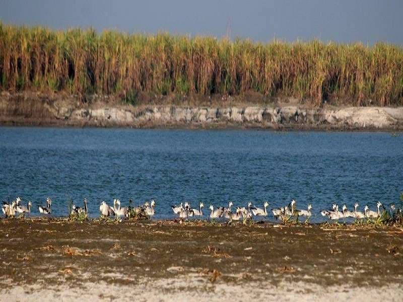 Haiderpur wetland photo