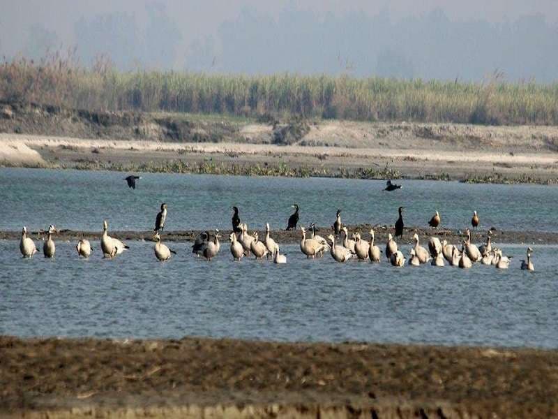 Haiderpur wetland photo